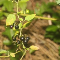 Solanum americanum Mill.